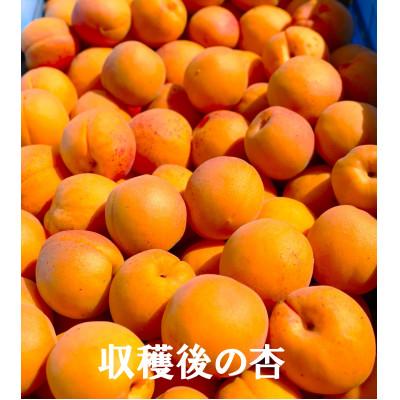 ふるさと納税 長野県 長野県産★杏(あんず) 「加工用・ジャム用」2kg　手作り杏仁豆腐のレシピ付き! |  | 01