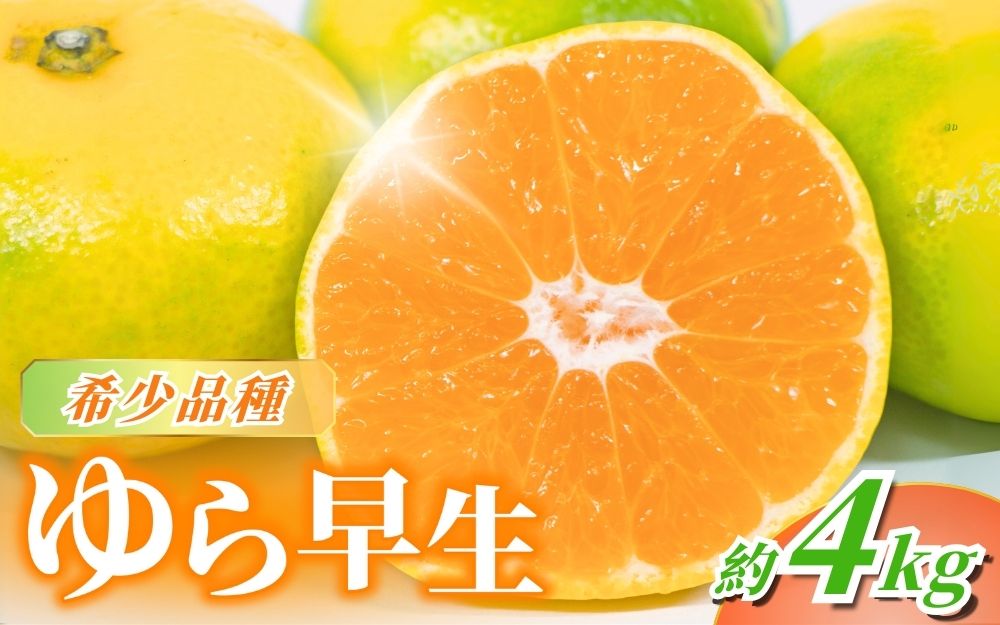 【先行予約】＼数量限定／ ＼農家直送／甘くて濃厚！希少品種 ご家庭用 ゆら早生みかん　約4kg+120g サイズ混合【2025年10月上旬頃より順次発送】/ みかん くだもの 果物 フルーツ 有田みか