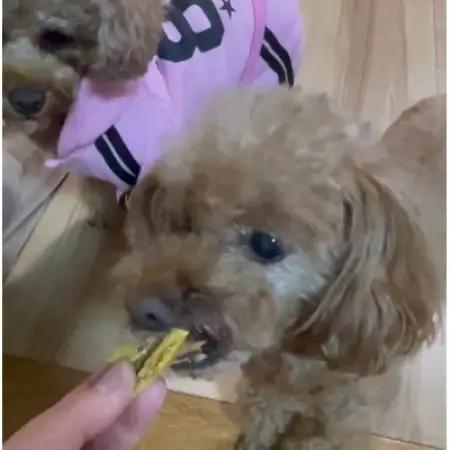 茨城県産ほしいもの未利用部分を使用した犬の無添加おやつ(ふりかけタイプ90g×2袋)【配送不可地域：離島・沖縄県】【1729695】