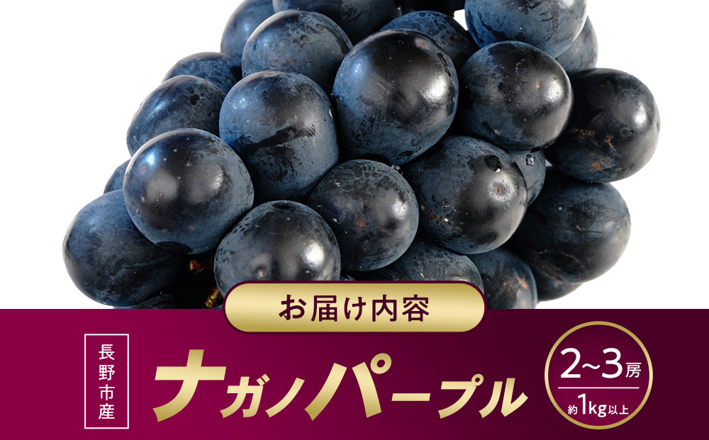 ナガノパープル約1kg 以上【2026年9月以降発送予定】(さらしな青果) |  ぶどう ナガノパープル  オリジナル 人気 おすすめ 葡萄 ブドウ フルーツ 果物 種なし 皮ごと 大粒 旬 ギフト 