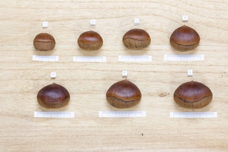 【2025年10月中旬より発送】生粋丹波栗　巻次のくり　小 S、M混合　1.0ｋｇ | 兵庫県 丹波篠山市 プレミアム栗 期間限定 お取り寄せグルメ 高級 特産品 名産品 マロン 関西 西日本 GDT