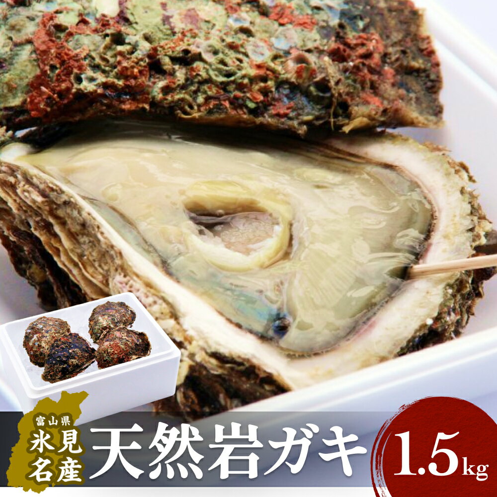 【ふるさと納税】〈冷蔵でお届け！〉 生食可能！ 氷見産 天然岩ガキ 1.5kg（3~5個入）