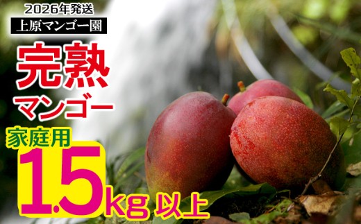 2026年発送 農家直送【上原マンゴー園】家庭用完熟マンゴー　1.5kg以上 先行予約 完熟 マンゴー アップル 南国 沖縄 フルーツ くだもの 果物 果実 先行予約 産地直送 贅沢 濃厚 冷蔵 スイーツ デザート 旬の果物 ご家庭用 ご自宅用 国産