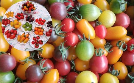 ＜2025年12月・2026年8月お届け＞大作農園　寒締めちぢみほうれん草約1.2kg・カラフルミニトマト約1.5kg　2回お届け定期便　SBTR006