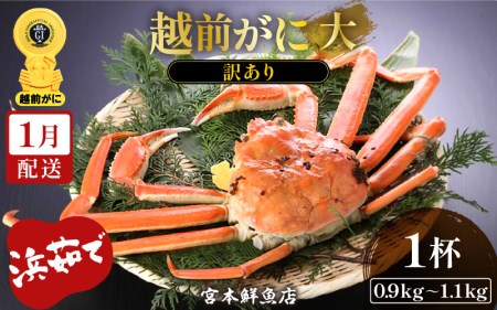 【訳あり】越前がに本場の越前町からお届け！ 越前がに 浜茹で 大サイズ（生で0.9～1.1kg） × 1杯【1月発送分】【かに カニ 蟹】【福井県 越前町 雄 ズワイガニ ボイル 冷蔵 越前ガニ 越前かに 越前カニ ずわいがに ずわい蟹 かに カニ 蟹】希望日指定可 備考欄に希望日をご記入ください [e43-x002_01]