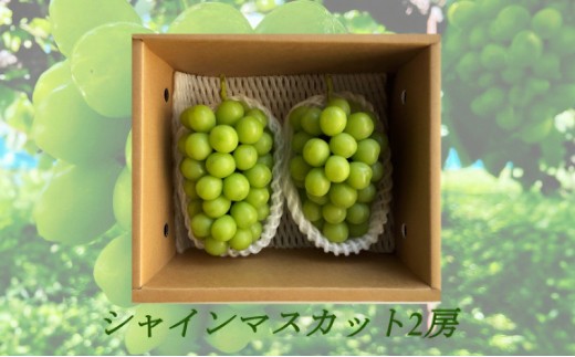 
                  信州産シャインマスカット2房（合計1kg以上）【大粒＆大房】
                