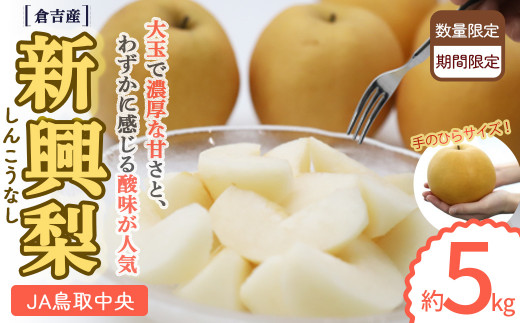 新興梨 【倉吉産】5kg（JA鳥取中央） 梨 なし ナシ しんこうなし 鳥取 5kg 果物 フルーツ 和梨 先行予約 数量限定 詰め合わせ 人気