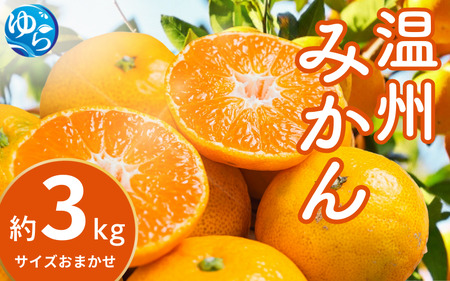温州みかん 3kg (サイズおまかせ) ※2026年12月中旬～2027年1月下旬に順次発送予定 ※北海道・沖縄・離島配送不可 / ミカン 蜜柑 フルーツ 果物 柑橘 果実 由良町 国産 産地直送 和歌山県【eiw014】