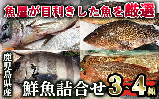 2530 鹿児島県産鮮魚詰合せセット（３～４尾）　海産物 魚介 さしみ 刺身 セット 鯛 生魚  煮魚 カルパッチョ 国産