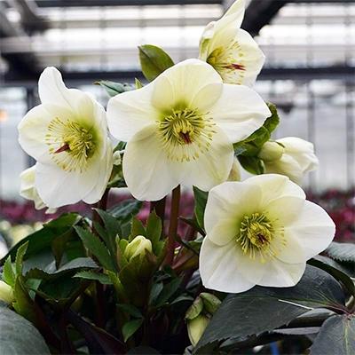 ふるさと納税 藤枝市 クリスマスローズ新品種　氷の薔薇　ホワイト4.5号