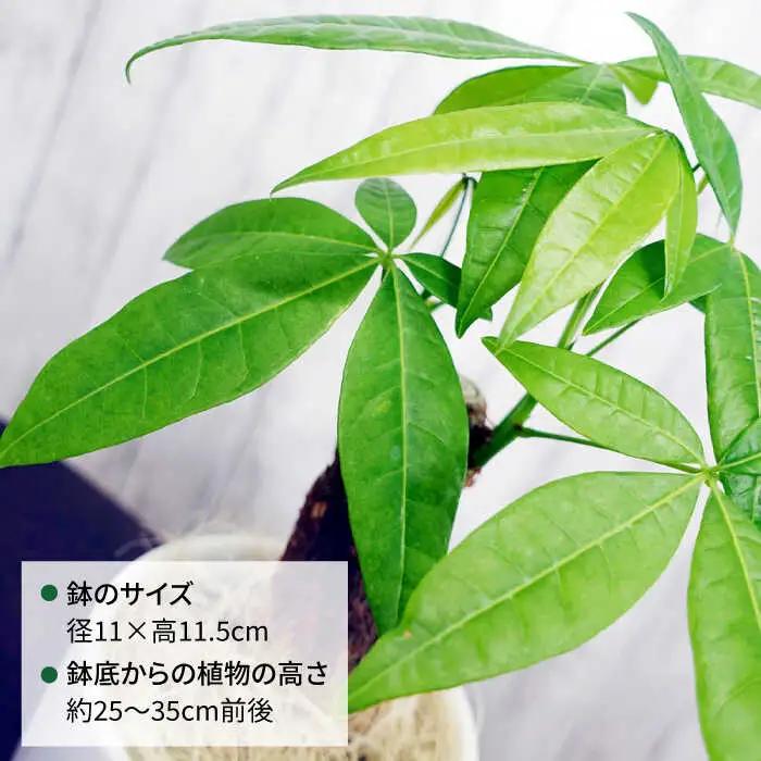 発財樹『 パキラ 』 money tree  糸島市  / cocoha  観葉植物 グリーン インテリア [AWB026]