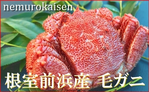 
            B-57025 【北海道根室産】毛がに450～500g×1尾
          