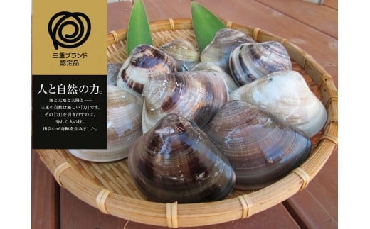 
b_13　丸元水産　桑名産蛤(ハマグリ)1.8kg

