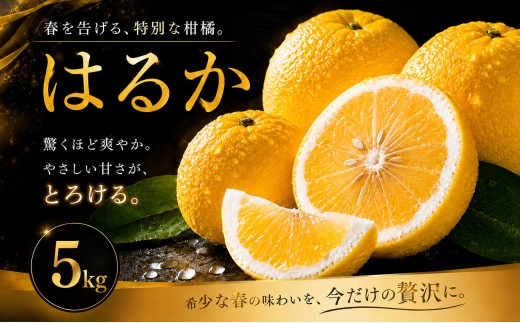 【選ぶならこれ】 酸味ほぼなし 【はるか】 5kg 愛媛県産 【2027年2月上旬頃から順次発送】 | みかん ミカン mikan 蜜柑 訳ありフルーツ 柑橘 果物 おすすめ お勧め お取り寄せ ギフト 愛媛県 松山市