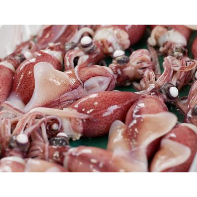 ふるさと納税 富山県 富山湾産ほたるいか　ボイル&刺身・素干しセット |  | 01