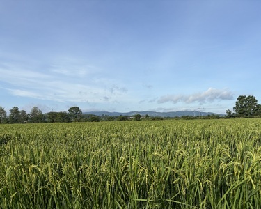 【ふるさと納税】わっさむのおこめ「ななつぼし」10kg
