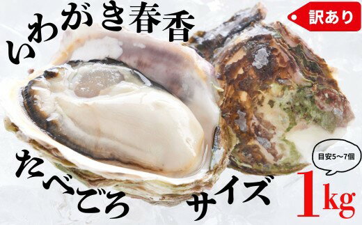 【ふるさと納税】【ブランドいわがき春香】【訳あり】食べごろサイズ 1kgセット 春香 牡蠣 牡蛎 いわがき 岩牡蠣 殻付き 海鮮 新鮮クリーミーな高級岩牡蠣 冷凍 生食 牡蠣ナイフ 説明書付き