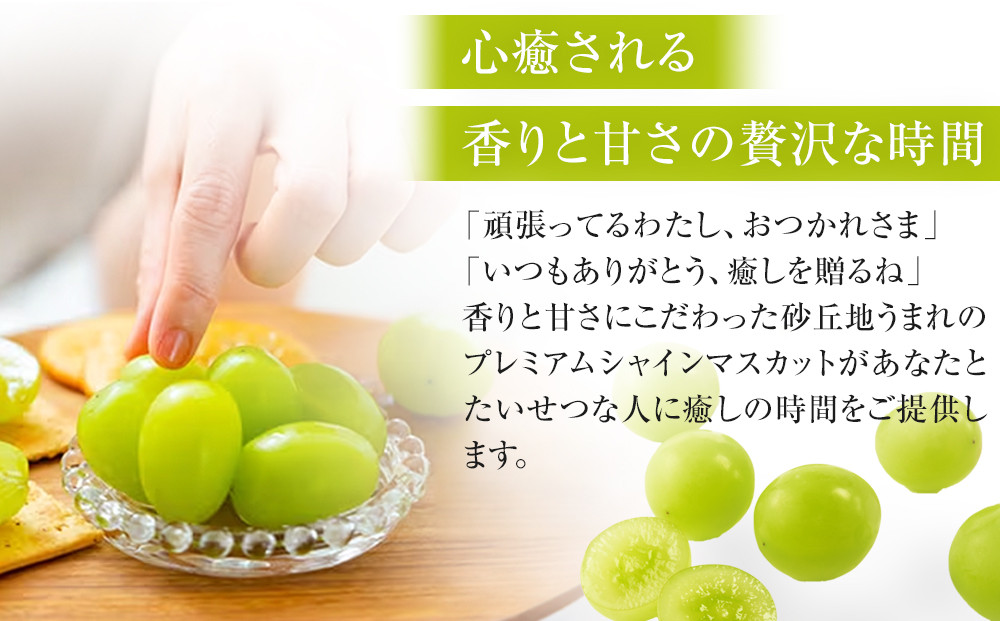 542.【先行予約】オアシス・プレミアム・シャイン 2kg（鳥取砂丘地栽培） ｜ シャインマスカット 葡萄 ぶどう 産地直送 フルーツ 果物 甘い 人気 ※2025年8月下旬頃～10月下旬頃に順次発送