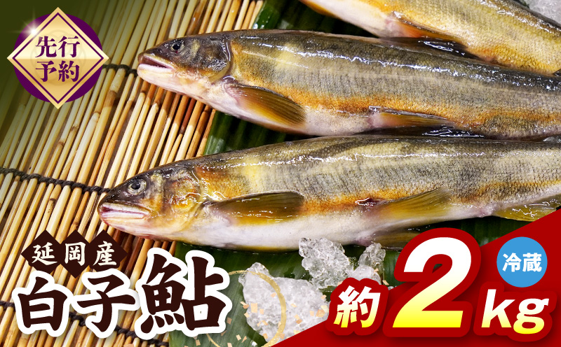 【先行予約】2026年10月下旬より発送開始【冷蔵】白子鮎約2kg N070-YB358-1