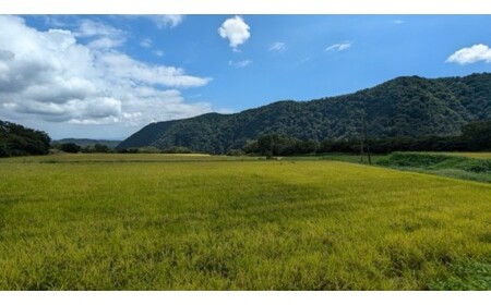 【新米】【在庫限定】令和7年産米 原田さんのきぬむすめ 5kg （原田農園）数量限定 新米