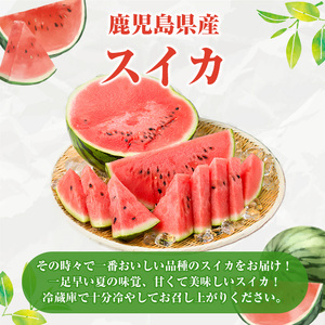 ＜先行予約受付中！2026年6月中旬以降順次発送予定＞鹿児島県産 スイカ(2玉) 国産 果物 スイカ すいか 西瓜 ジュース スムージー 祭ばやし 縞王 紅まくら 黒小玉スイカ 期間限定【松永青果】a