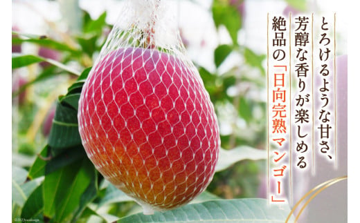 【2026年夏発送】 宮崎 完熟 マンゴー 太陽のタマゴ 秀品 900g以上 [宮崎県農業協同組合日向地区本部（販売課） 宮崎県 日向市 452060664] 果物 フルーツ 完熟マンゴー 甘い 日向