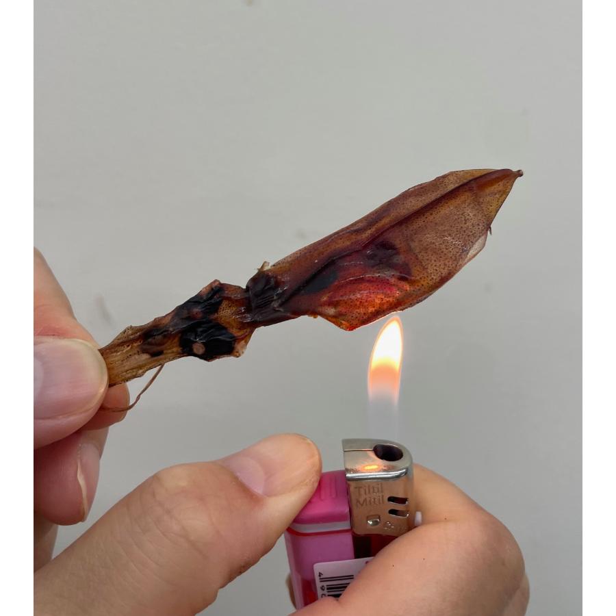 ＜鱈場＞ほたるいか素干し50ｇ×３袋