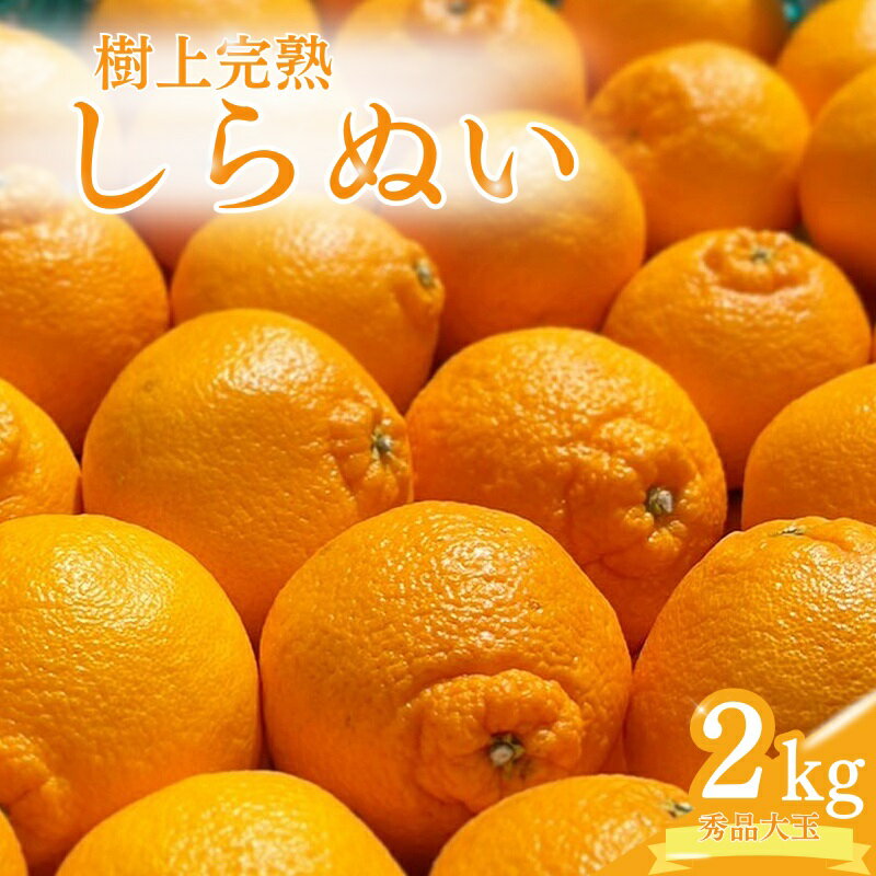 【ふるさと納税】 【先行予約】希少な樹上完熟 しらぬい（不知火） 秀品大玉 約2kg(6個) 2026年2月末～2026年4月中旬旬頃に順次発送予定（お届け日指定不可）/ 和歌山 みかん しらぬい 不知火 フルーツ 柑橘 蜜柑 果物 くだもの