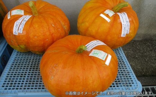 
            有機栽培 ハロウィンカボチャ 約4kg 1～2個程度 先行予約
          