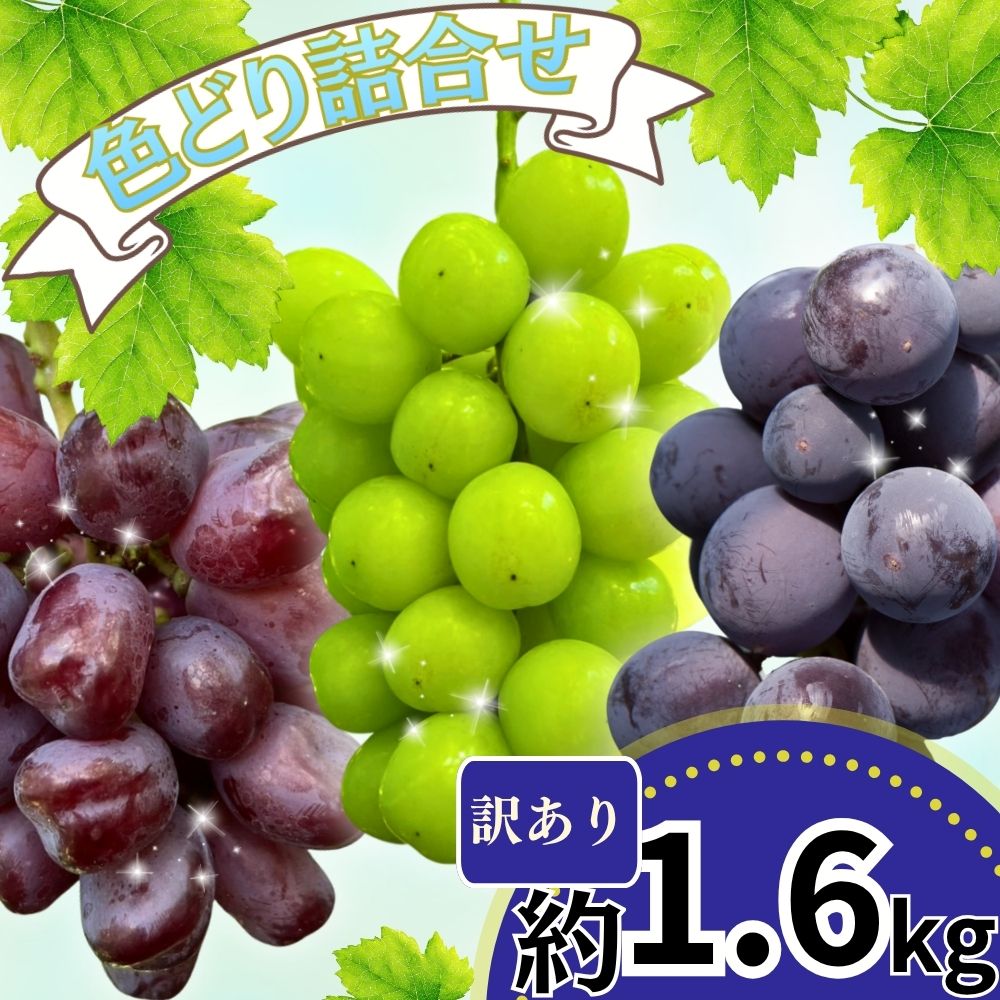 【ふるさと納税】訳あり おまかせ ぶどう 詰め合わせ 3種 ～ 4種 食べ比べ セット 約 1.6kg ご家庭用 2026年産 農家直送 山形県 朝日町産 山形産 自宅用 ブドウ 葡萄 グレープ 果物 フルーツ 秋 送料無料