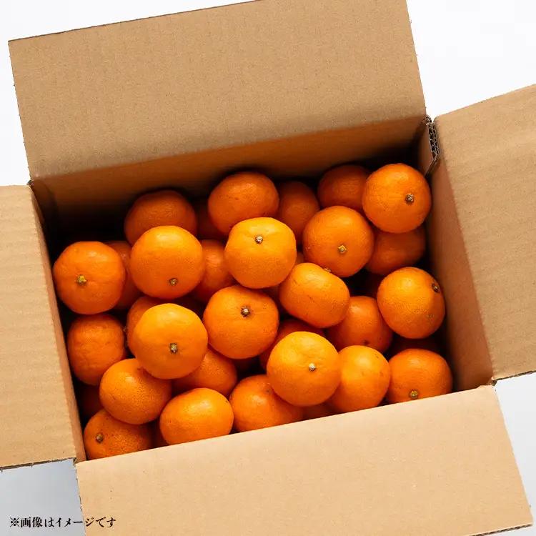 家庭用 温州みかん 5kg 山のてっぺん間城農園のみかん【果物 果物 果物 果物 果物】 ms-0084
