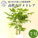 【ふるさと納税】緑の匠が選んだ観葉植物 素敵な空間づくりに 高性チャメドレア 7号【B8-020】 チャメドレア 観葉植物 インテリア 植物 新築祝い 贈り物 開店祝い 引っ越し祝い 送料無料