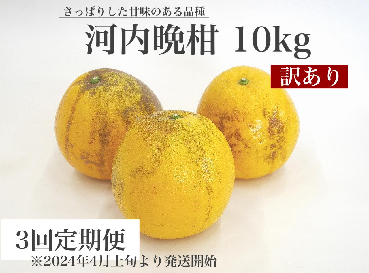 
【3回定期便】【2024年4月上旬より発送開始】 訳あり 河内晩柑 10kg【えひめの町（超）推し！（愛南町）】(379)
