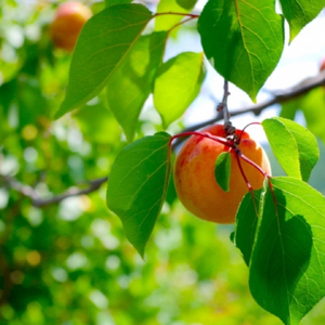 【2026年先行予約】【定期便】《千曲の四季だより》旬の味覚とお米の年4回定期便 ハーコット2kg・シャインマスカット2kg・コシヒカリ米 5kg・サンふじ5kg｜ 果物 フルーツ 千曲市 長野県 信