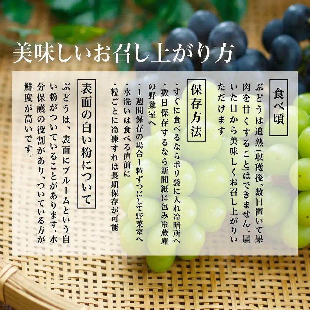 シャインマスカット 化粧箱入り 岡山県産 シャインマスカット【2房 1房600g以上】【先行予約】