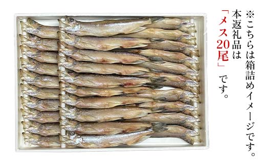 本ししゃも メス20尾 釧路産 本ししゃも 魚 ししゃも プチプチたまごのメス 魚介 グルメ シシャモ 北海道産 国産 魚 魚介 海の幸 F4F-8436