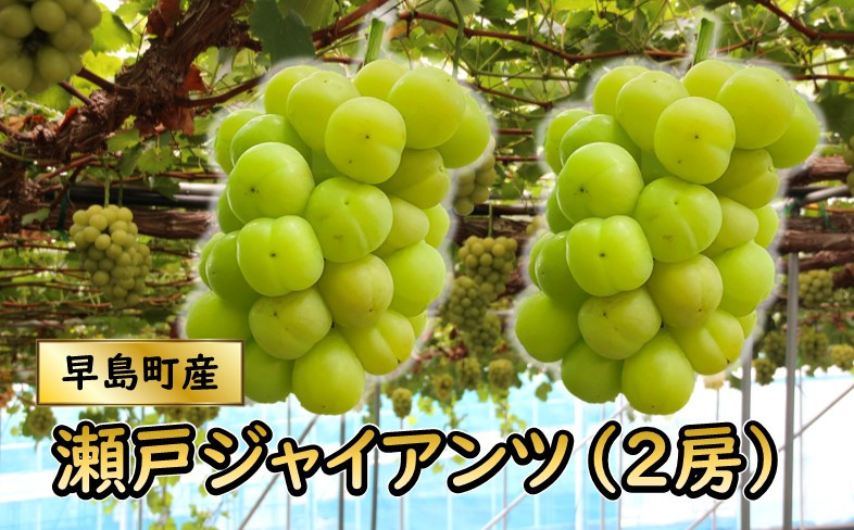 
            瀬戸ジャイアンツ（２房以上・２ｋｇ程度）（林果樹園）
          