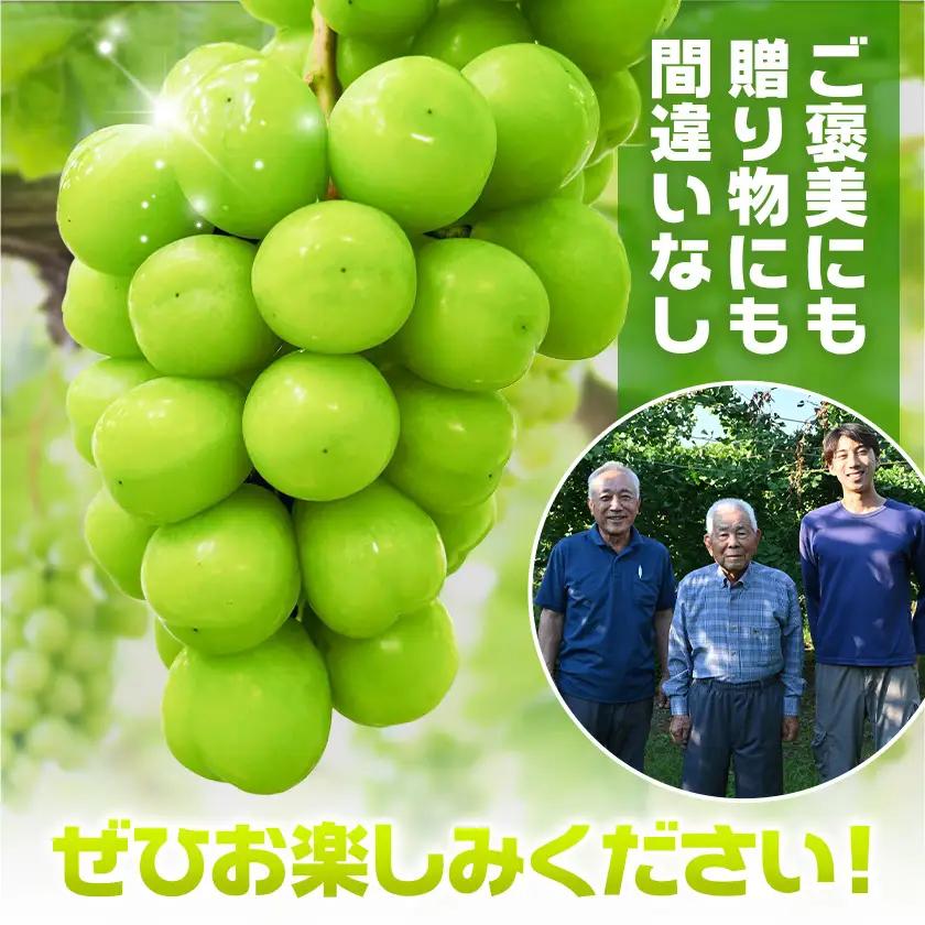 シャインマスカット 2kg じっちゃんのかじゅえん《8月上旬-9月下旬頃出荷》