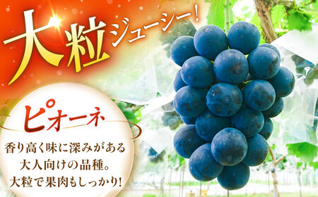 【先行予約：2026年8月中旬より発送】【贈答用】旬の味わいを農家直送で！ピオーネ 1房（約450g）秀品・化粧箱入り 島根県雲南市/ギアファーム[AIAB015]