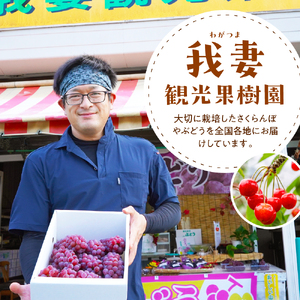 【先行予約】【数量限定】【令和8年産】ぶどう スチューベン ( 種あり ) 2kg ( 5～6房 ) 2026年9月25日～10月31日頃お届け予定