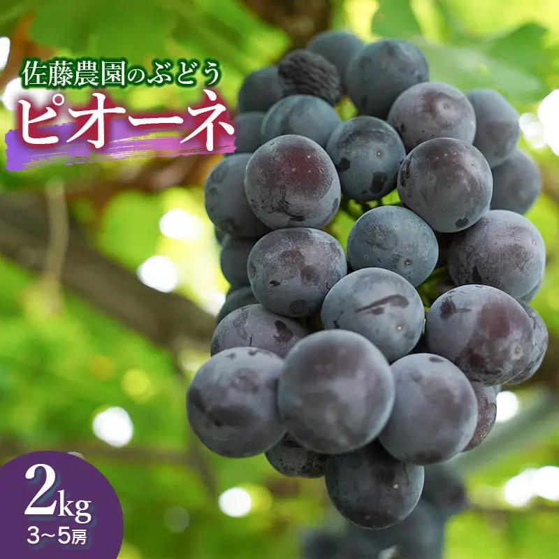 【令和8年産先行予約】 鶴岡市産 ピオーネ 約2kg（3～5房） 佐藤農園