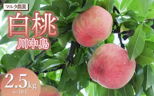 【令和8年産 先行予約】川中島白桃 　2.5kg(6～10玉)　マルタ農園