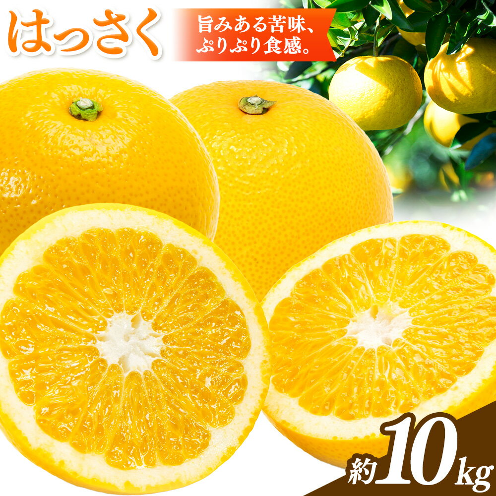 【先行予約】【ふるさと納税】八朔 はっさく 約10kg マルツネ農園《2026年1月中旬-3月下旬頃出荷》 和歌山県 日高川町 旬 果物 フルーツ 柑橘 産地直送 送料無料