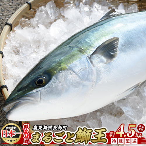【先行予約 2025年10月より順次発送】 テレビで紹介ぶりの王様「 鰤王 」 まるごと 1本 （約4.5kg） ラウンド 先行予約 産地直送 長島町 特産品 ブランド 鰤 冷蔵 ふるさと納税 ぶり 刺身 ぶりしゃぶ ぶり大根 海鮮丼【JFA】jfa-1260