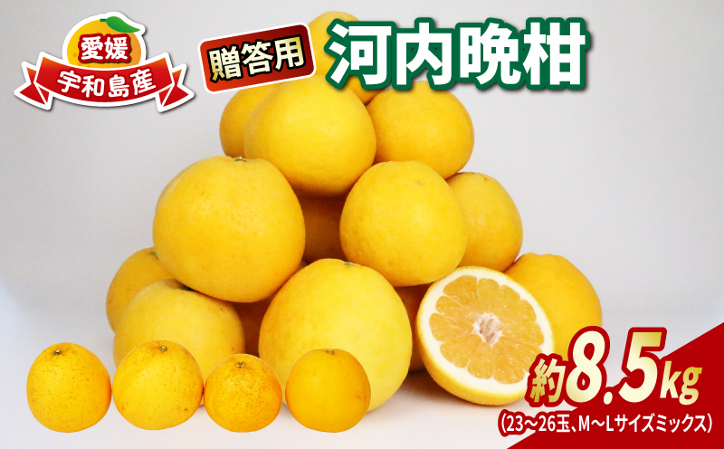 河内晩柑 贈答用 8.5kg 23～26玉 サイズ ミックス 不揃い 玉津みかん ニュービジネスユニット 先行予約 晩柑 かわちばんかん 和製 グレープフルーツ 高級 ギフト 贈答品 果物 フルーツ みかん 蜜柑 農家直送 産地直送 数量限定 国産 愛媛 宇和島 B018-058013