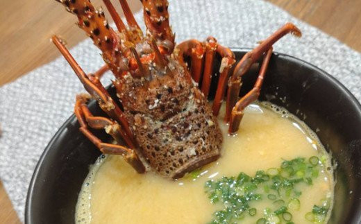 【捌き方レシピ・軍手付き】活きイセエビ漁師直送！！2ｋｇ以上（3〜5尾、4〜5人前）