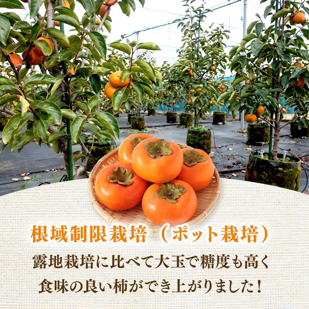 【先行予約】こだわり栽培ポット柿（太秋柿） 3Lサイズ9個入り ※離島への配送不可  ※2026年10月中旬～11月上旬頃に順次発送予定