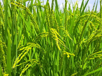 【令和8年産】コシヒカリ 精米 10kg【茨城県共通返礼品　美浦村産】 ※2026年10月～発送