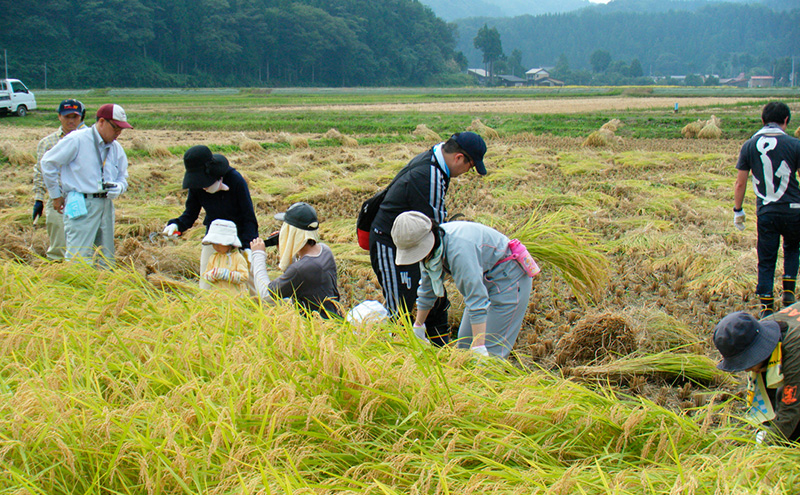 令和7年産 新潟県産 みずほの輝き 5kg 5キロ 新米 上越市 上越産 精米 米 コメ お米 ブランド米