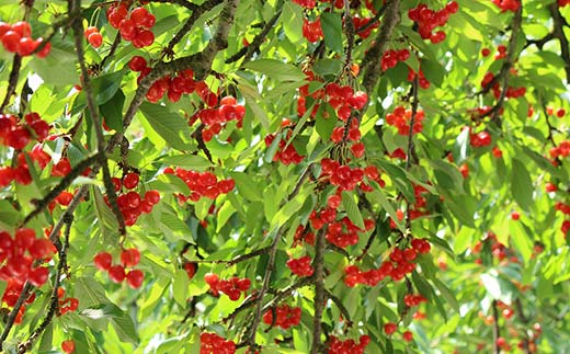 さくらんぼ佐藤錦 約500g L 秀化粧箱 果物 くだもの フルーツ 夏果物 サクランボ F4A-0948